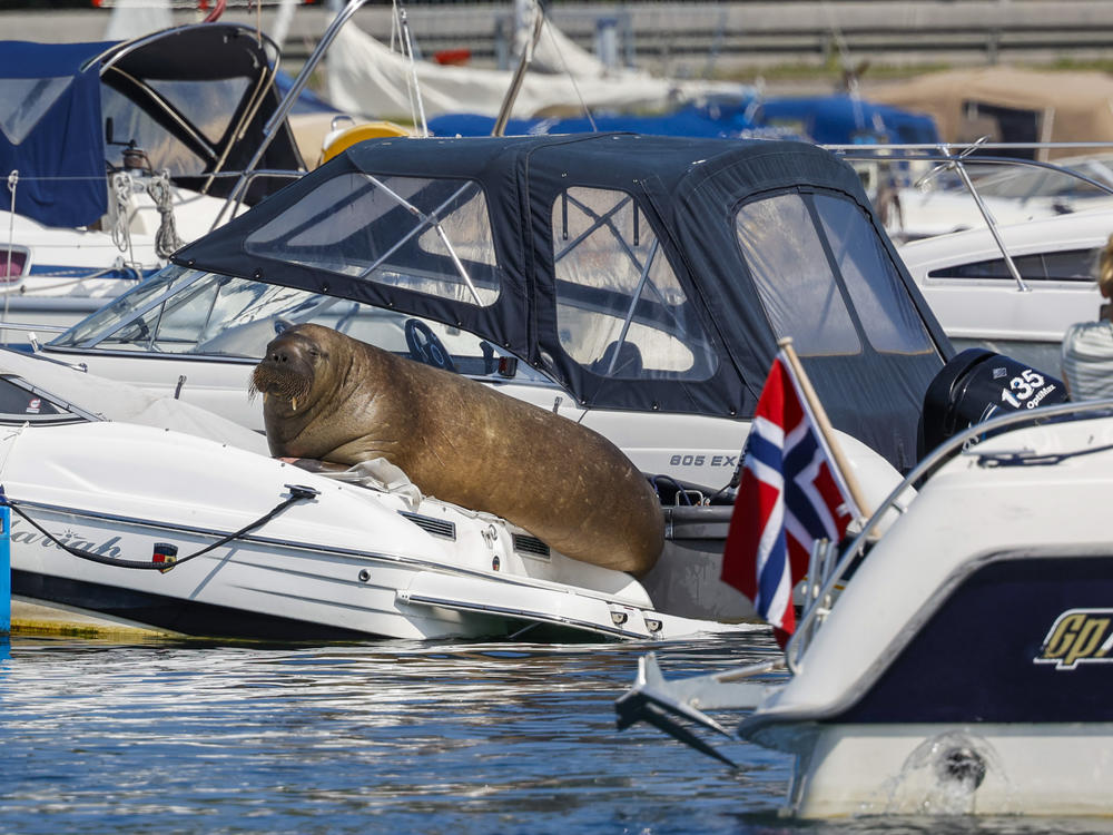 Freya the walrus is pictured sitting on a boat in Frognerkilen in Oslo, Norway, on July 18. Authorities in Norway said on Sunday that they have euthanized the walrus that had drawn crowds of spectators in the Oslo Fjord after concluding it posed a risk to humans.