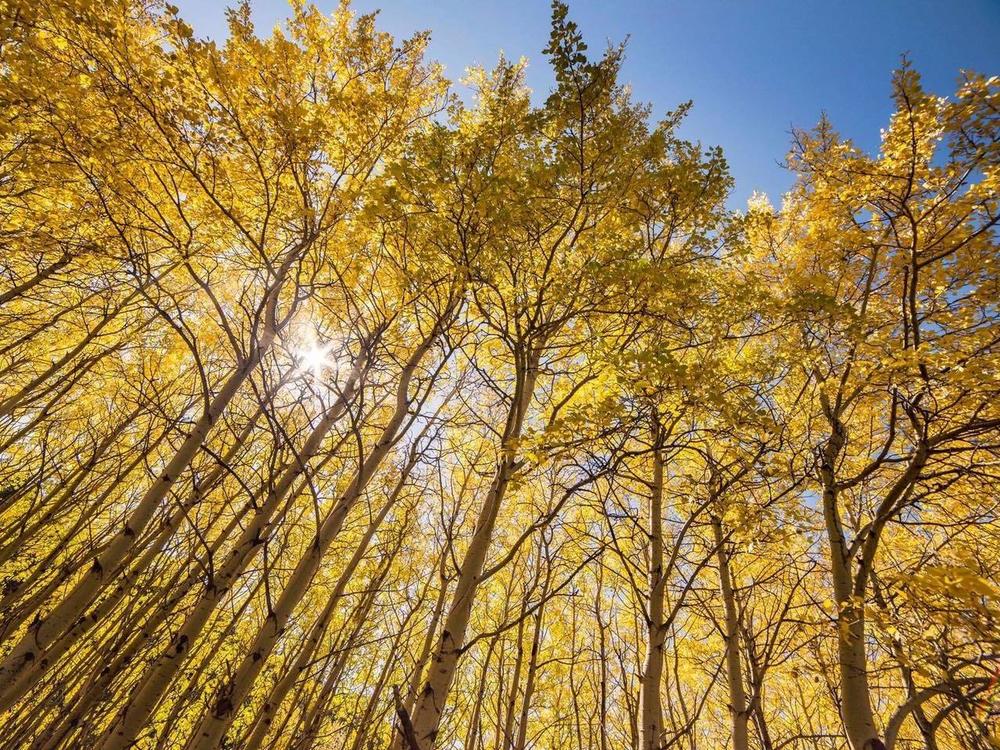 Aspen trees blaze in golden colors during fall at Glacier National Park in Montana. A <a href=