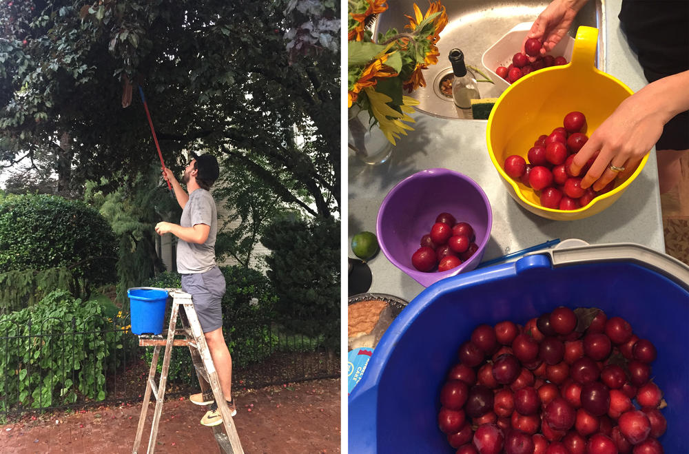 Left: Daniel uses his homemade fruit picker to forage cherry plums in Washington, D.C. Right: Cleaning the plum haul.