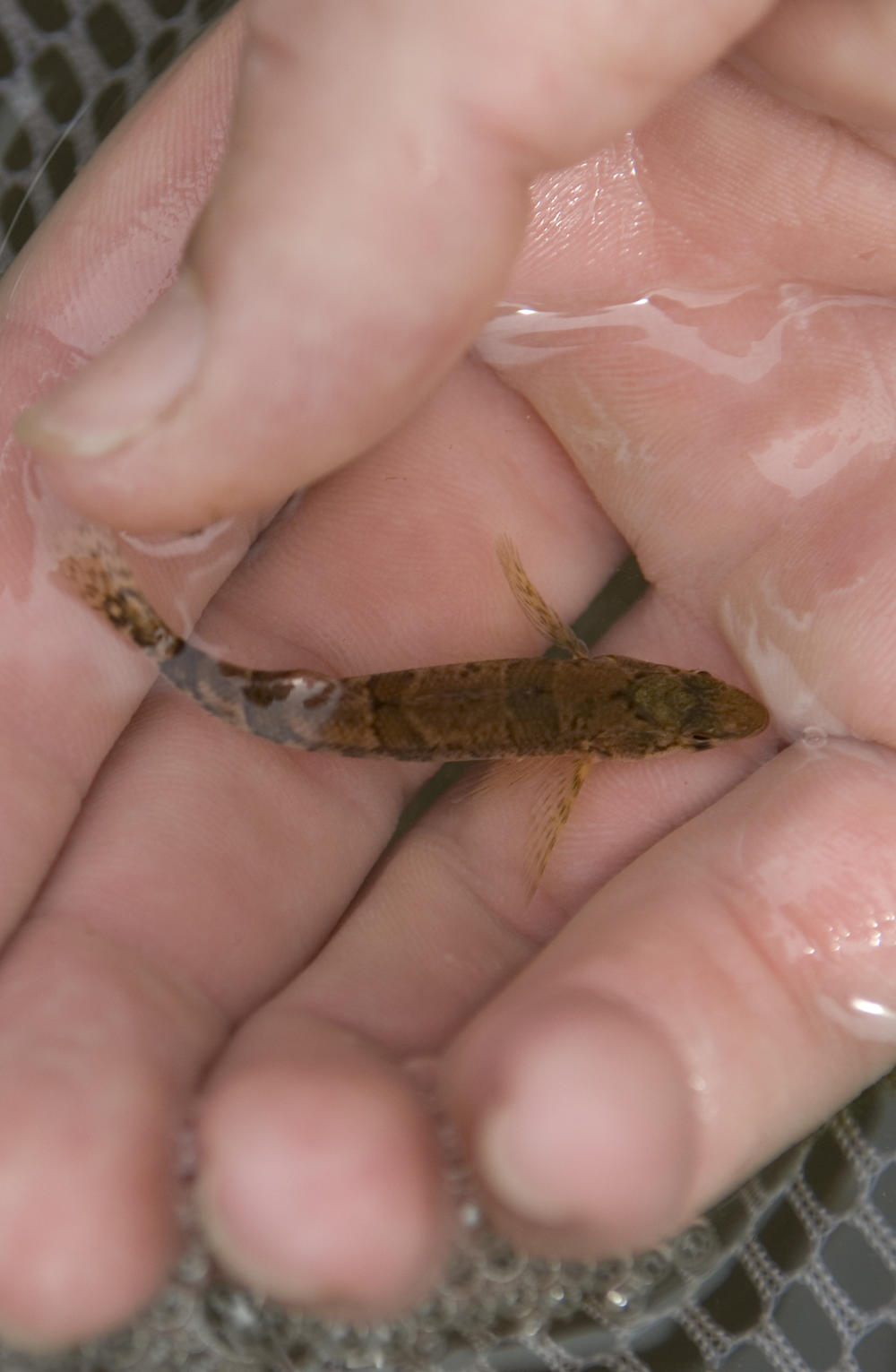 The snail darter is pictured in Knoxville, Tenn., on April 9, 2008.
