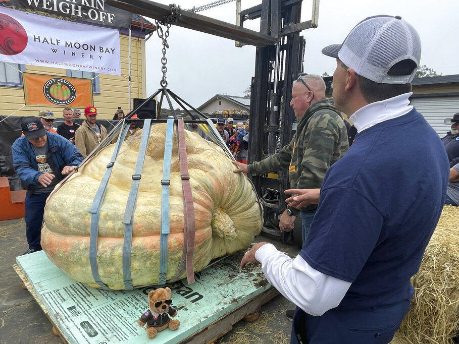 Travis Gienger, right, from Anoka, Minn., watches as his winning pumpkin is lifted and weighed Monday at the 49th World Championship Pumpkin Weigh-Off in Half Moon Bay, Calif.