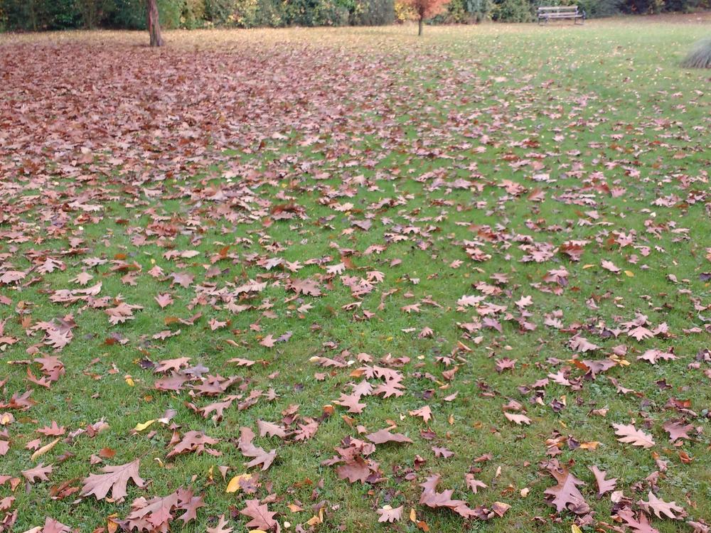 It's best to chop up leaves, which will then break down in the grass. Rake excess amounts into a landscape bed.