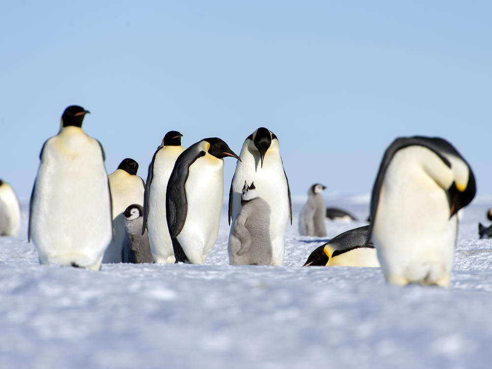 Emperor penguins could lose half of their population by 2050.