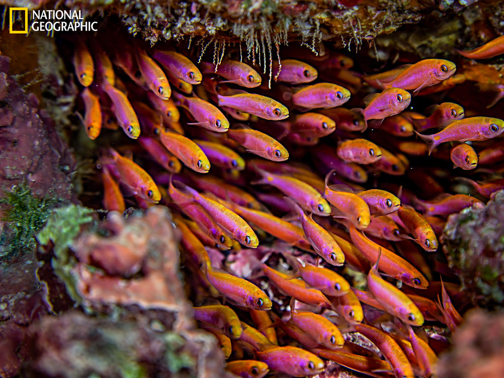 A school of small reef fish, one of many fish species that inhabit these waters.