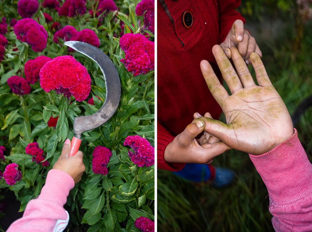 María Azucena Hernández sostiene la hoz, herramienta de trabajo,  durante la jornada laboral cosechando flores en San Fúlix Hidalgo, Puebla, México. La mano de Hérnandez sostenida por su hijo.