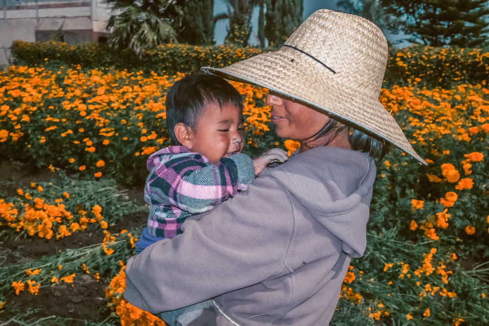 Sara y su hijo Pablo durante su jornada laboral cosechando flor deCempasúchil en San Gregorio Zacapechpan, Puebla, México.