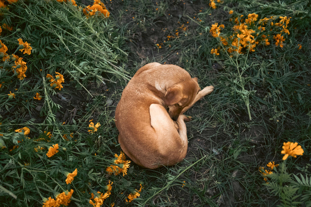 Lula, la mascota de la familia Marin Solis descansa durante la jornada laboral de su familia en San Fúlix Hidalgo, Puebla, México.