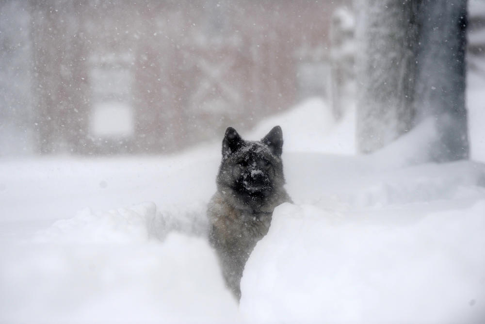 Ragnor, a Norwegian elkhound, plays in the snow on Friday in Hamburg, New York.