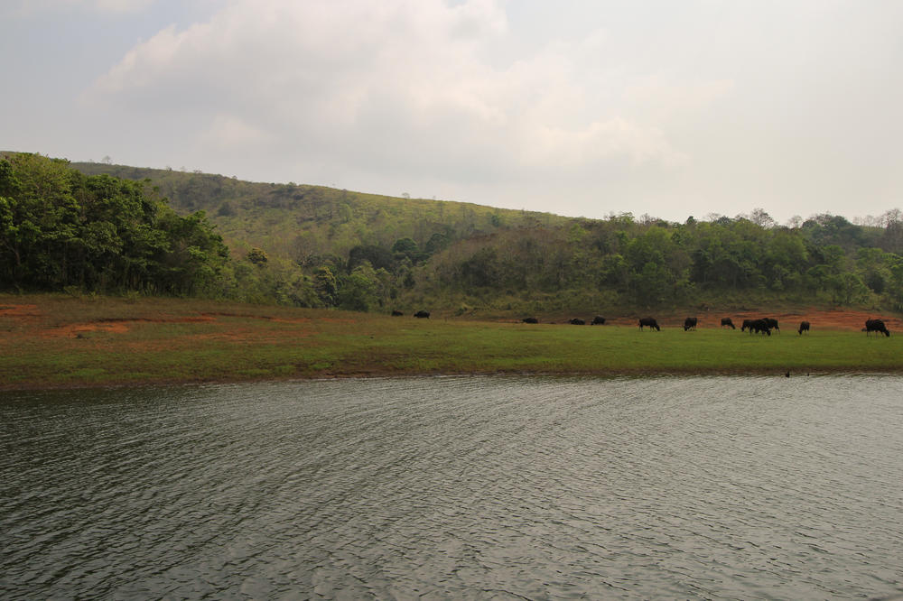 Water buffalo graze on the lakeshore of a tiger reserve in southern India in April 2017.