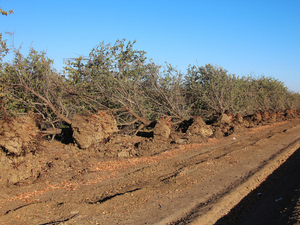 Water scarcity in Westlands Water District has caused some almond growers to tear out their older orchards.