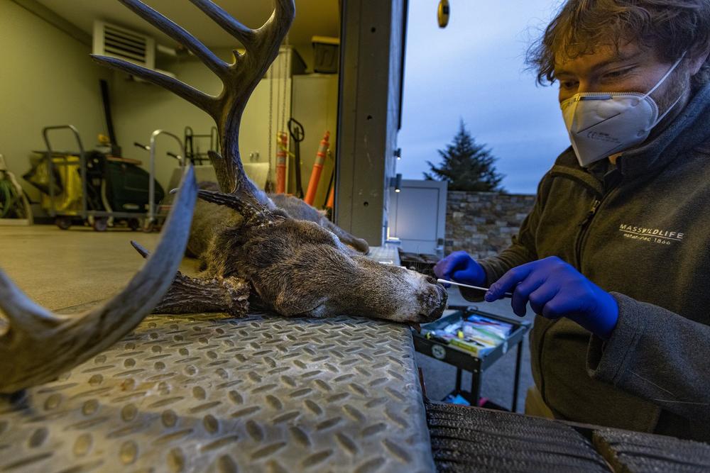 Massachusetts Wildlife Deer & Moose Biologist Martin Feehan prepares to insert a cotton swab into the nose of a dead deer buck, found in Needham, to test it for the presence of the COVID-19 virus. Westborough, Ma. in January 11, 2022. Full story <a href=
