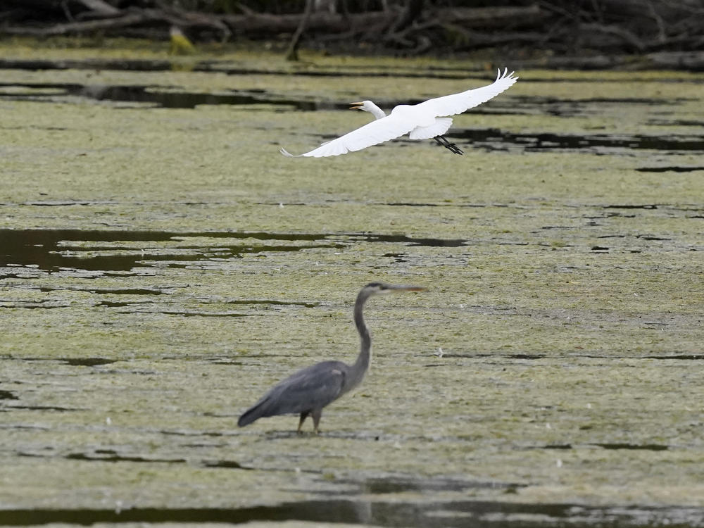 A great egret flies above a great blue heron in a wetland inside the Detroit River International Wildlife Refuge in Trenton, Mich., on Oct. 7. The Biden administration has announced a finalized rule for federal protection of hundreds of thousands of small streams, wetlands and other waterways.