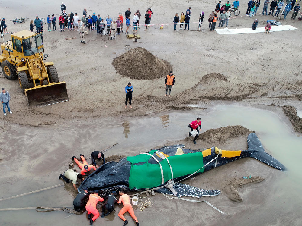 Members of the Argentine Naval Prefecture and volunteers try in vain to rescue a stranded humpback whale in Mar del Plata, Argentina.