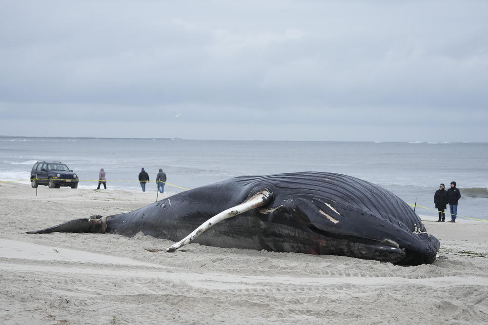 People walk down the beach to take a look at a dead whale in Lido Beach, N.Y.