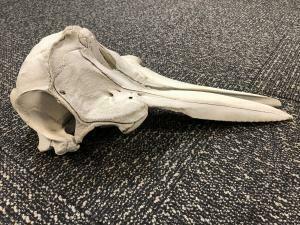 U.S. Customs and Border Protection found the skull of a young dolphin in someone's luggage in the Detroit Metropolitan Airport last week, CBP said.