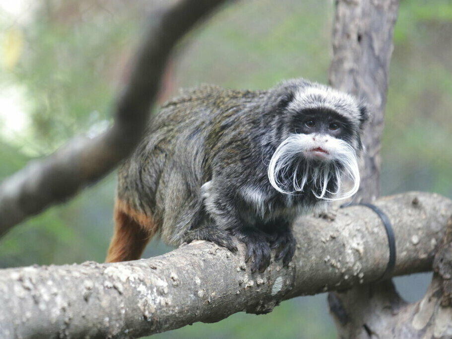 This photo provided by the Dallas Zoo shows an emperor tamarin that lives at the zoo. Two of the monkeys were taken Jan. 30 from the zoo, the latest in a string of odd incidents at the attraction that are being investigated.