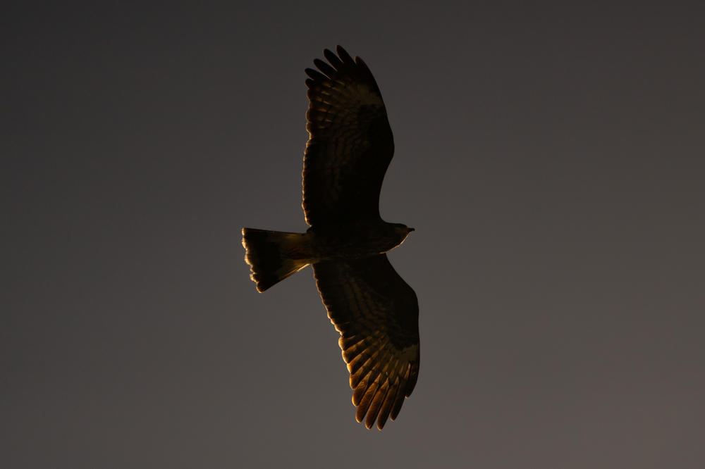 A female Snail Kite soars above Lake Okeechobee in Moore Haven, Fla. on February 10, 2023.