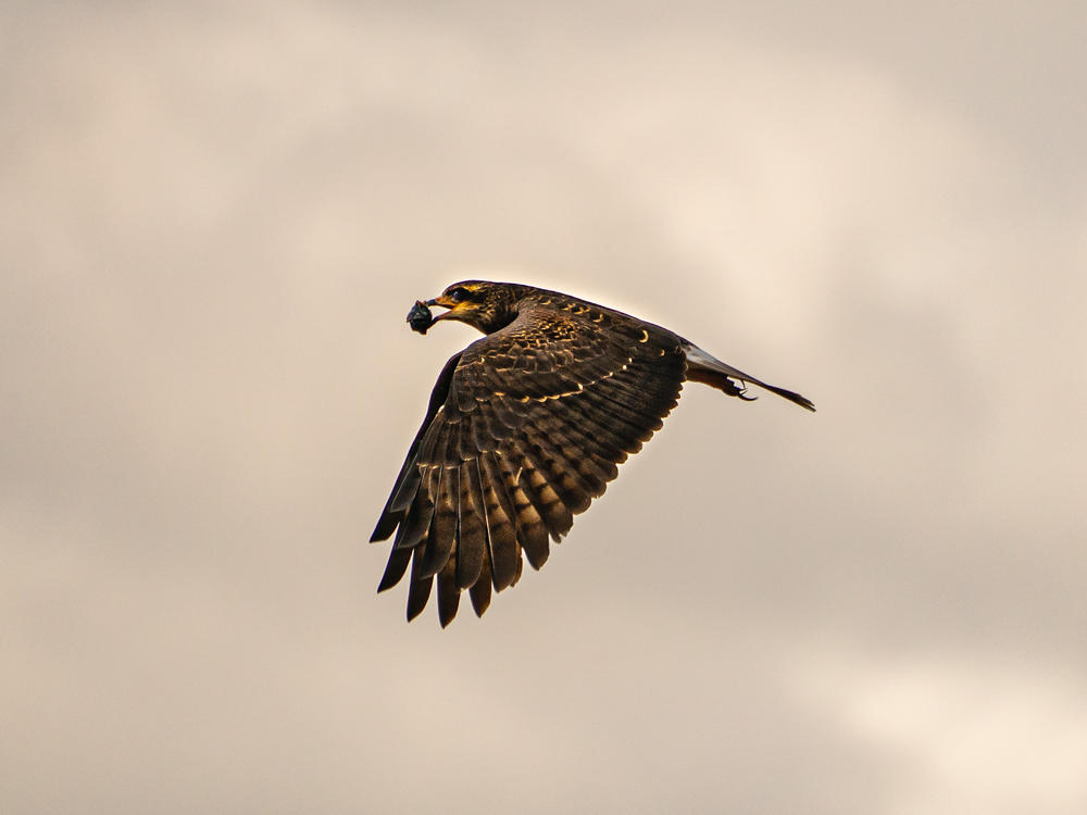 A female Snail Kite carries an Apple Snail in her mouth while flying over Lake Okeechobee in Moore Haven, Fla. on February 10, 2023.