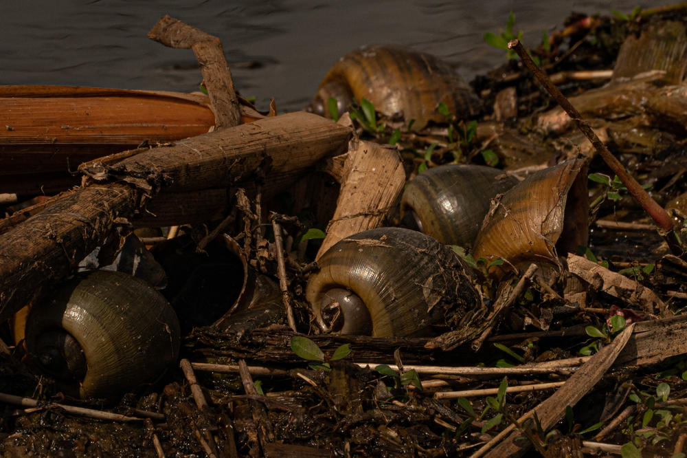 Apple Snail shells along the banks of Lake Okeechobee in Moore Haven, Fla. The snails are an invasive species that helping an endangered bird stage a comeback.