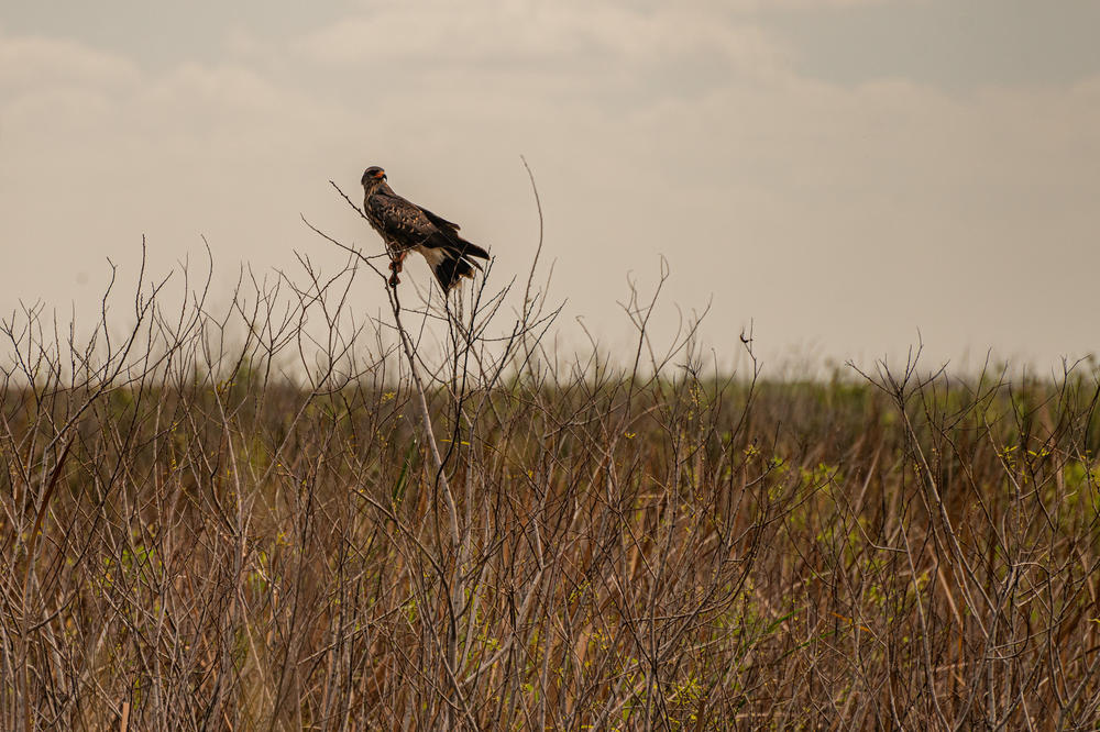 An endangered female Snail Kite is perched on branches along the the banks of Lake Okeechobee in Moore Haven, Fla.