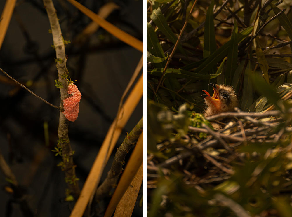 (Left) Invasive Apple Snail eggs are seen at Lake Okeechobee. (Right) A Snail Kite hatchling opens its mouth waiting for food in its nest.