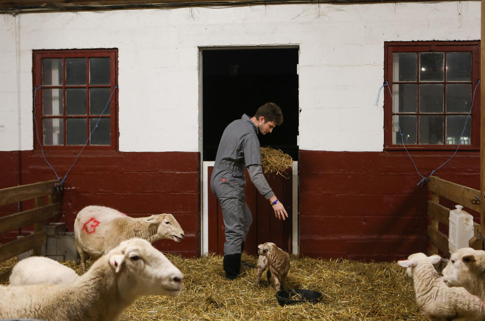Wesley Peters, 19, a sophomore at UMD, feeds hay to the lambs during his lamb watch shift on Friday.