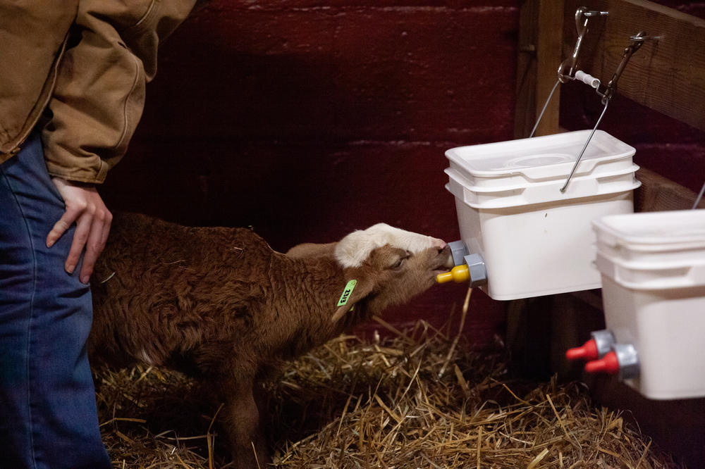 Megan McLean, the campus farm manager, helps feed baby lambs out of a milk feeding bucket with nipples specifically designed for use with lambs.