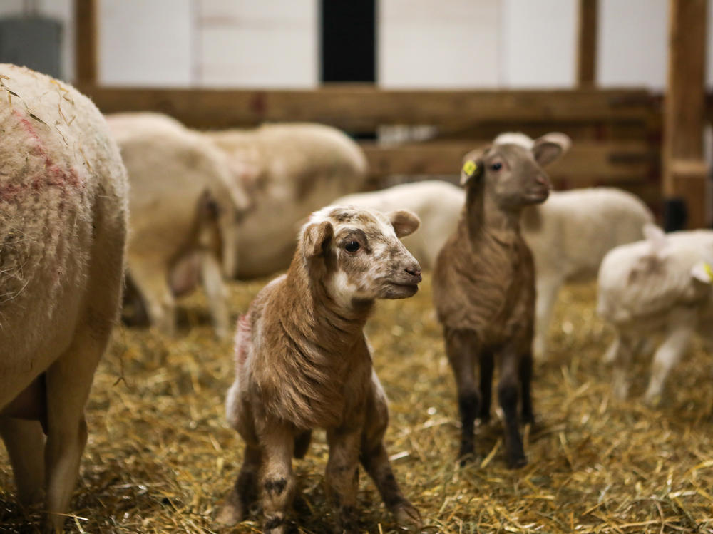 The newest baby lamb is named Artemis, and is the most colorful of the bunch.