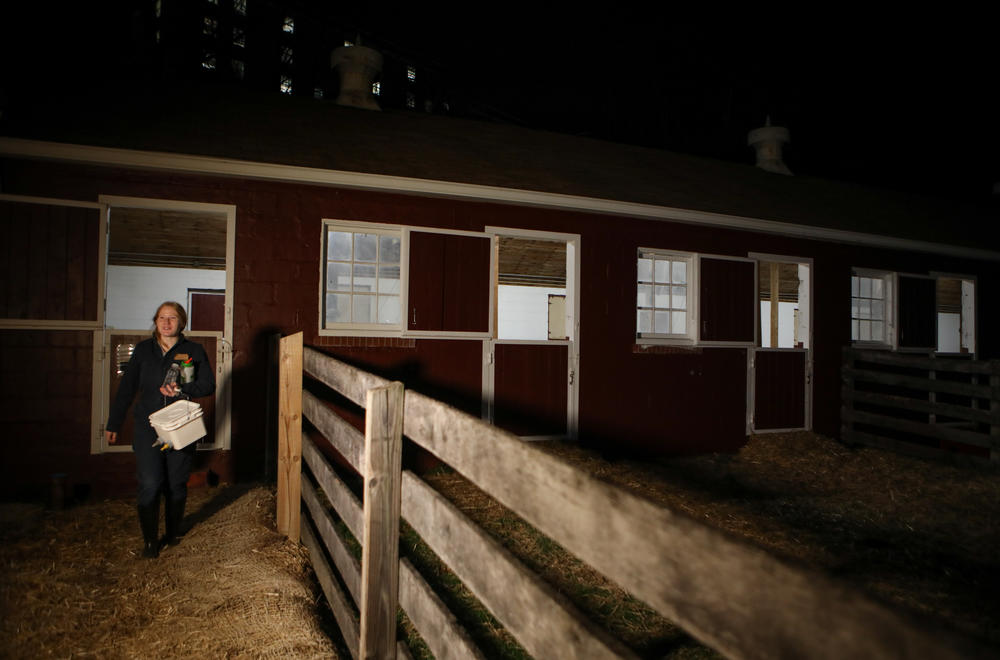 Stacey Revesz, 21, a senior at UMD, walks out of the barn during the end of her lamb watch shift.
