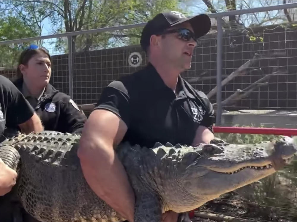 Texas Game Warden Joann Garza-Mayberry was visiting a house on an unrelated call when she spotted an alligator on the property. The gator, raised as a pet, is now living at a reptile zoo.