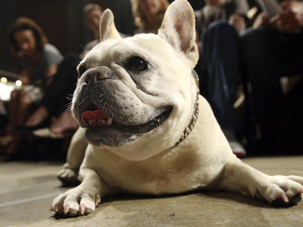 Small white french sales dog