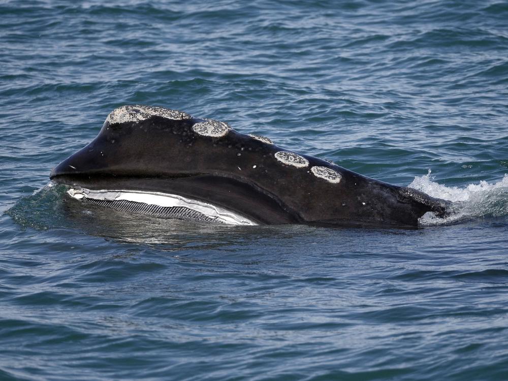A North Atlantic right whale is seen in 2018 feeding in Cape Cod bay off the coast of Plymouth, Mass. As many as 70 right whales were seen in the area on Friday.