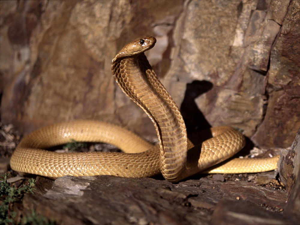 Cape Cobra (<em>Naja nivea), </em>with a head that is hardly set off from the body, reaches a length of up to 5.25 feet and has big eyes with a round pupil. Its bite can kill a person in as little as one hour.