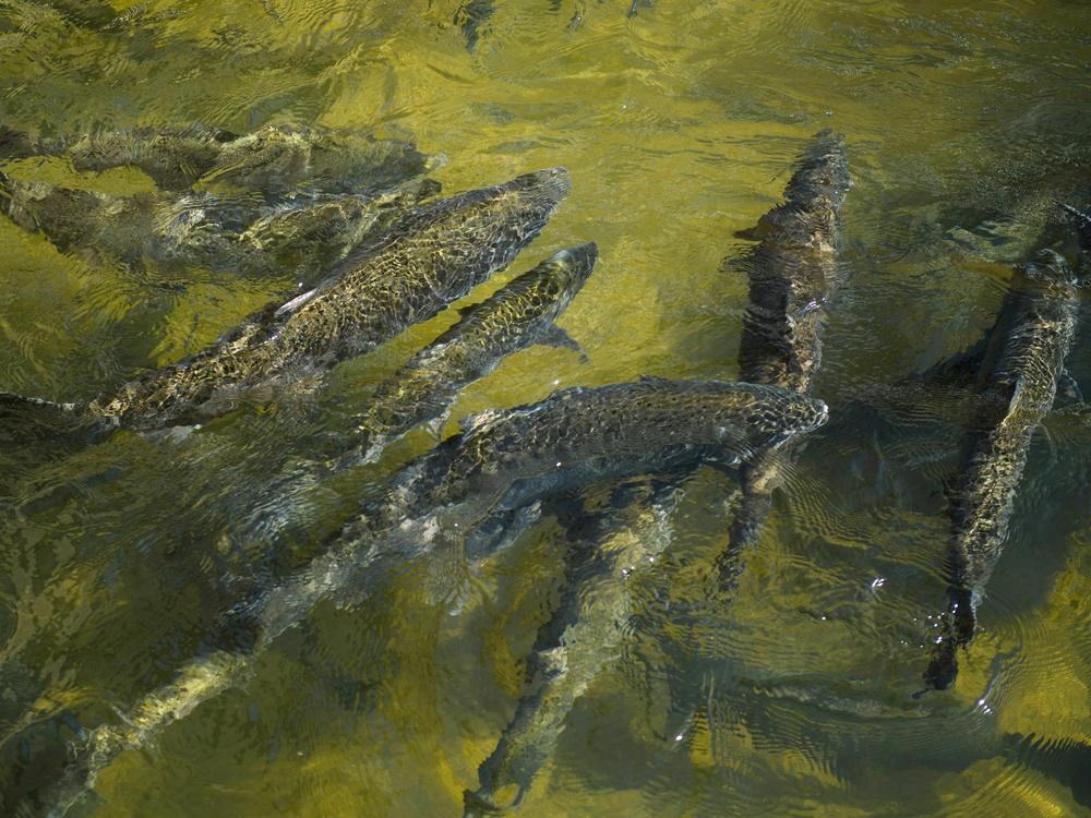 Chinook Salmon swim up a fish ladder at the California Department of Fish and Wildlife Feather River Hatchery just below the Lake Oroville dam during the California drought emergency in 2021.