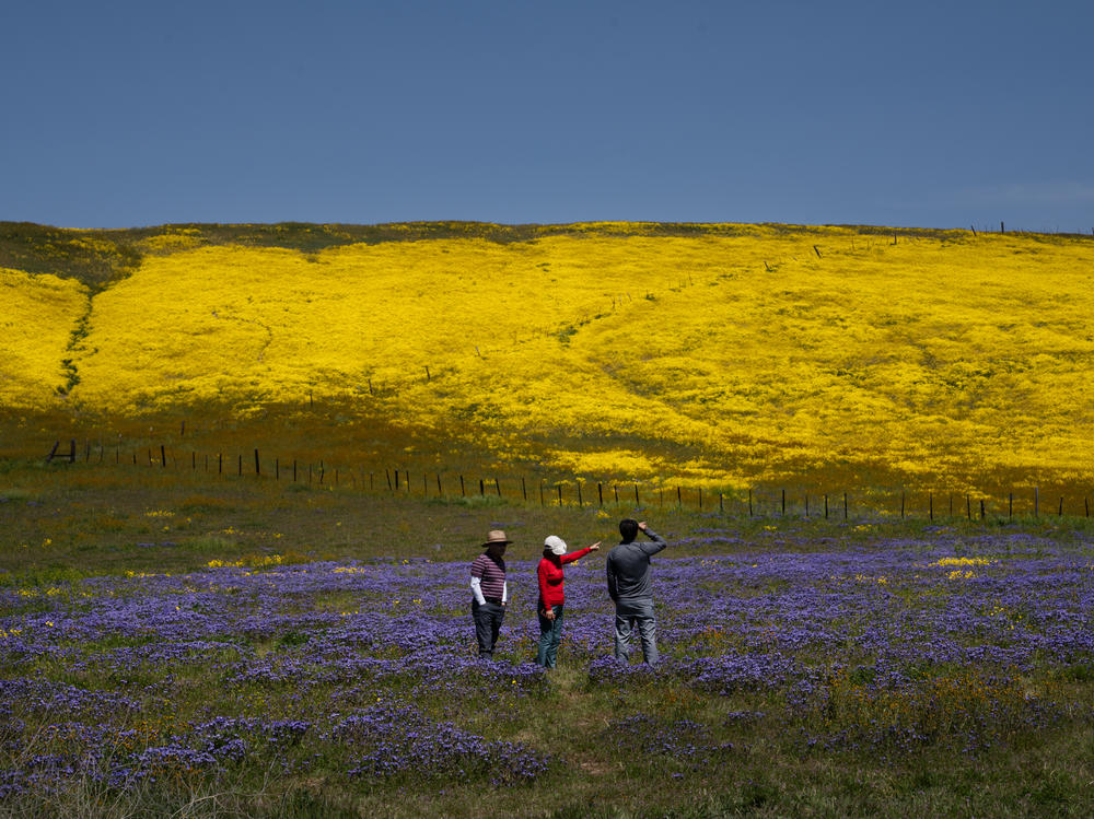 People view fields of flowers at Carrizo Plain National Monument, California's largest remaining grassland.