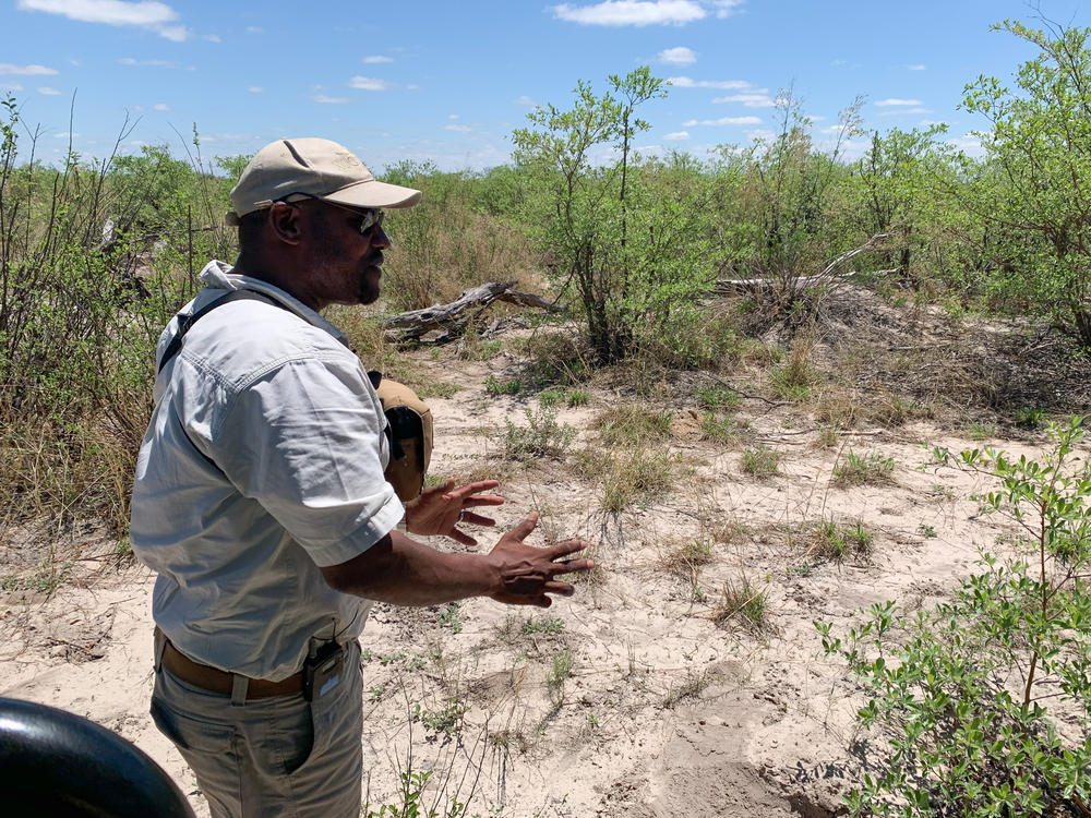 Safari guide Ike Mogalakwe points out fresh tracks. 