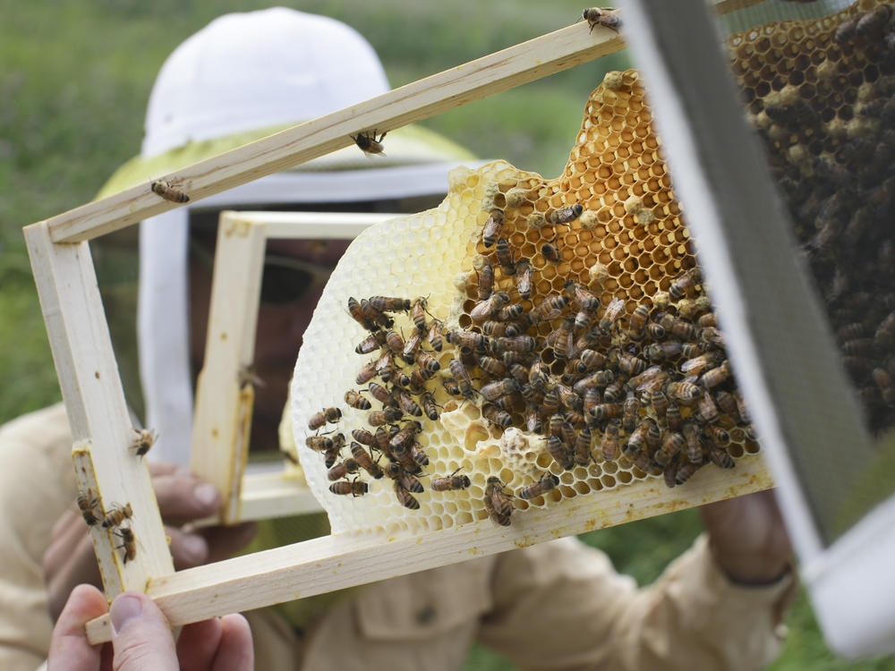 Volunteers check honey bee hives for queen activity and perform routine maintenance as part of a collaboration between the Cincinnati Zoo and TwoHoneys Bee Co. at EcOhio Farm in Mason, Ohio, on May 27, 2015.