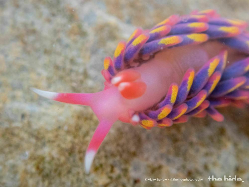 A close-up of the rainbow sea slug found in a rock pool in Cornwall.