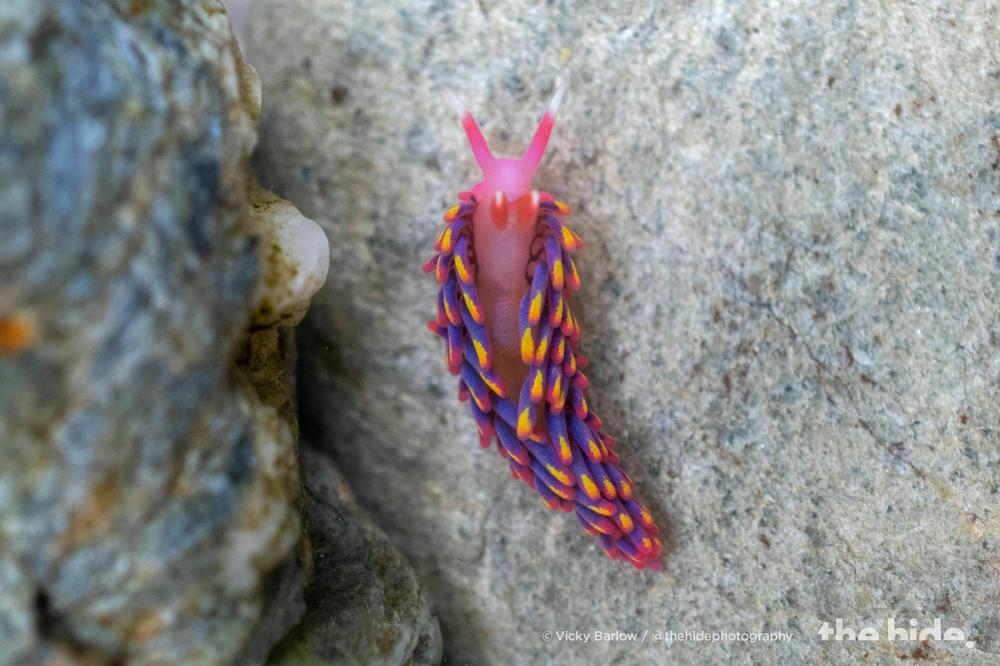 Members of the Rock Pool Project briefly put the slug in a pot to view its vivid pink, purple and yellow body.