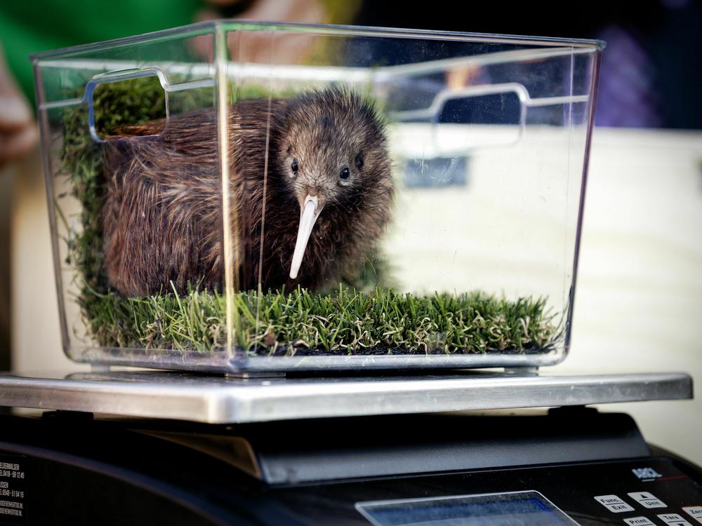 A baby kiwi weighed at a bird park in the Netherlands in 2018.