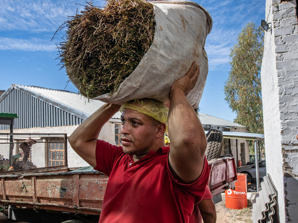 A worker at the Wupperthal Original Rooibos Co-operative's processing facility carries a bag of freshly harvested rooibos to the processing area. The country's rooibos tea exports have skyrocketed from barely 500 tons in 1996 to nearly 9,000 tons today — enough to fill 3.6 billion teabags. But Indigenous farmers were long cut out of the revenues, until a ground-breaking agreement was forged.