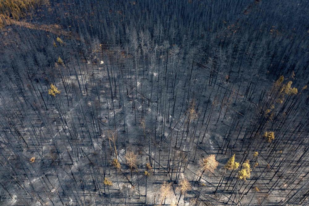 A burnt landscape caused by wildfires is pictured near Entrance, Wild Hay area, Alberta, Canada on May 10, 2023.