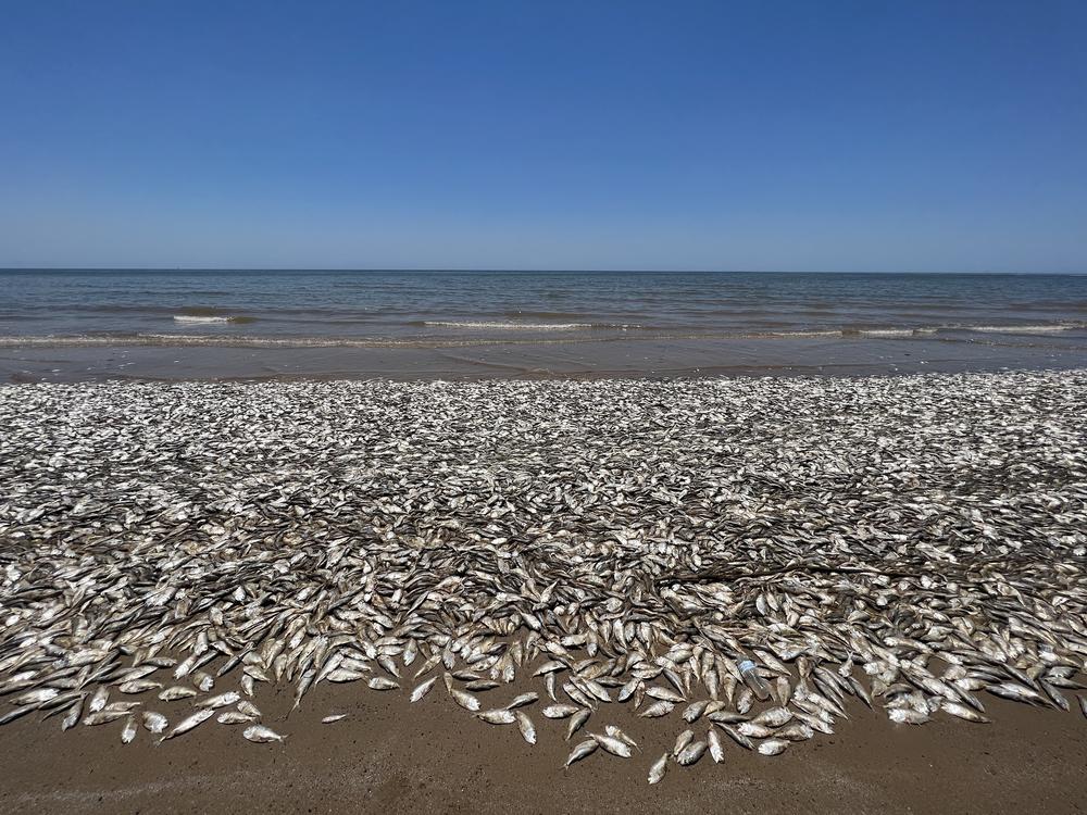Most of the fish that were found dead in Quintana Beach County were small creatures called menhaden.