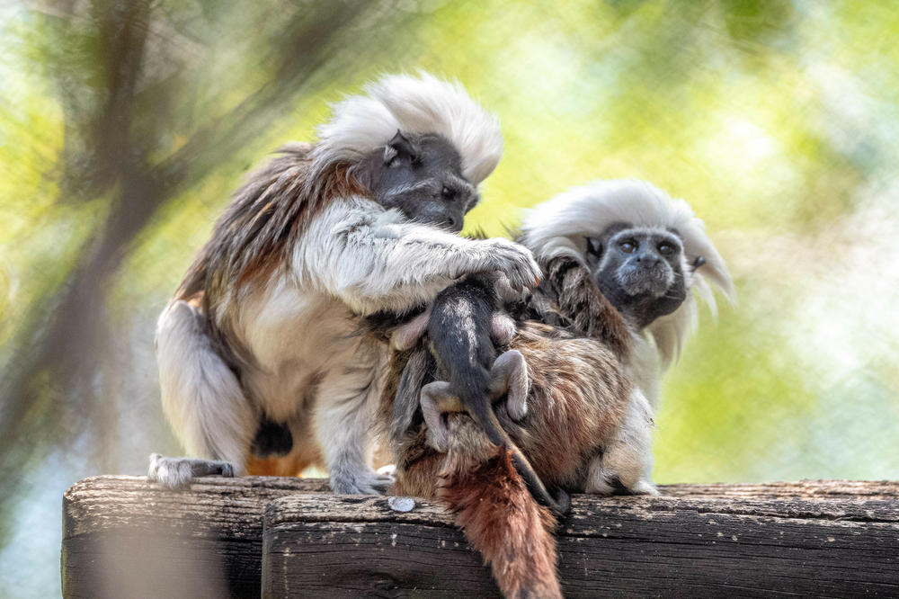 Adult cotton-top tamarins carry around their babies on their backs for as long as 14 weeks.