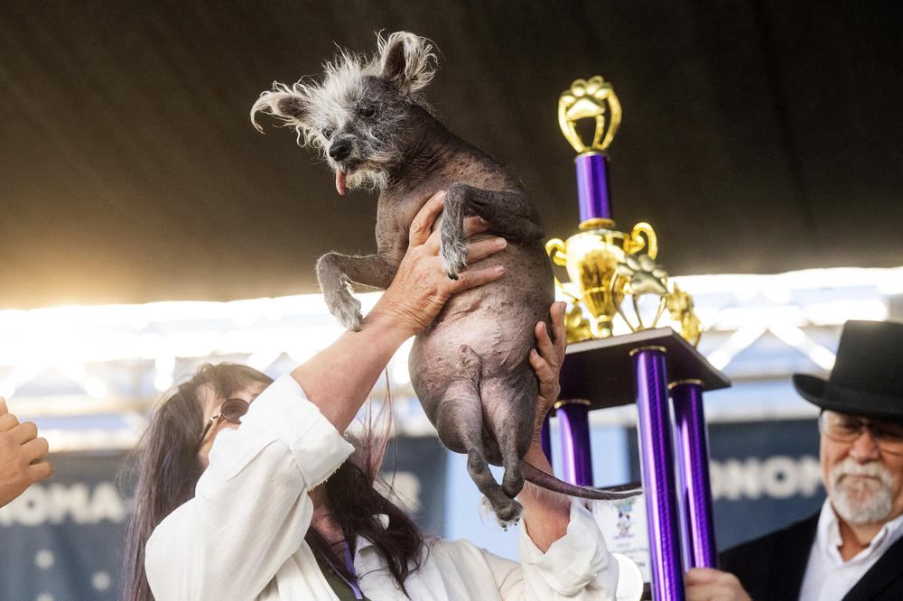 Judges at the World's Ugliest Dog Contest declared Scooter, a 7-year-old Chinese Crested, the ruffest-looking pup of all.