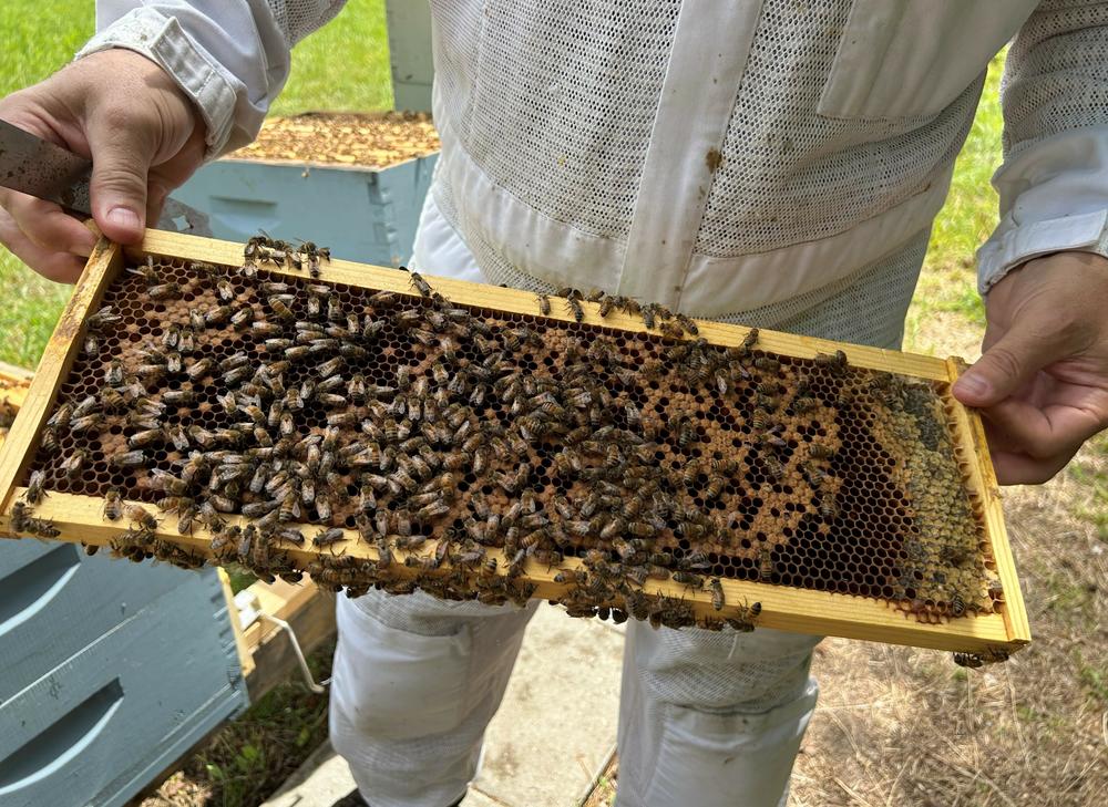 Last year, beekeepers lost 48.2% of their colonies. It's the second-highest loss since 2010 to 2011, when a survey started recording annual losses.