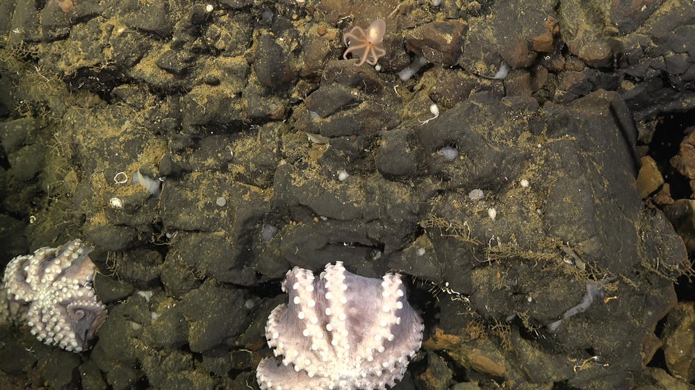 <em></em>Researchers found <em>Muusoctopus</em> nursery grounds on a low-temperature hydrothermal vent off the shore of Costa Rica.