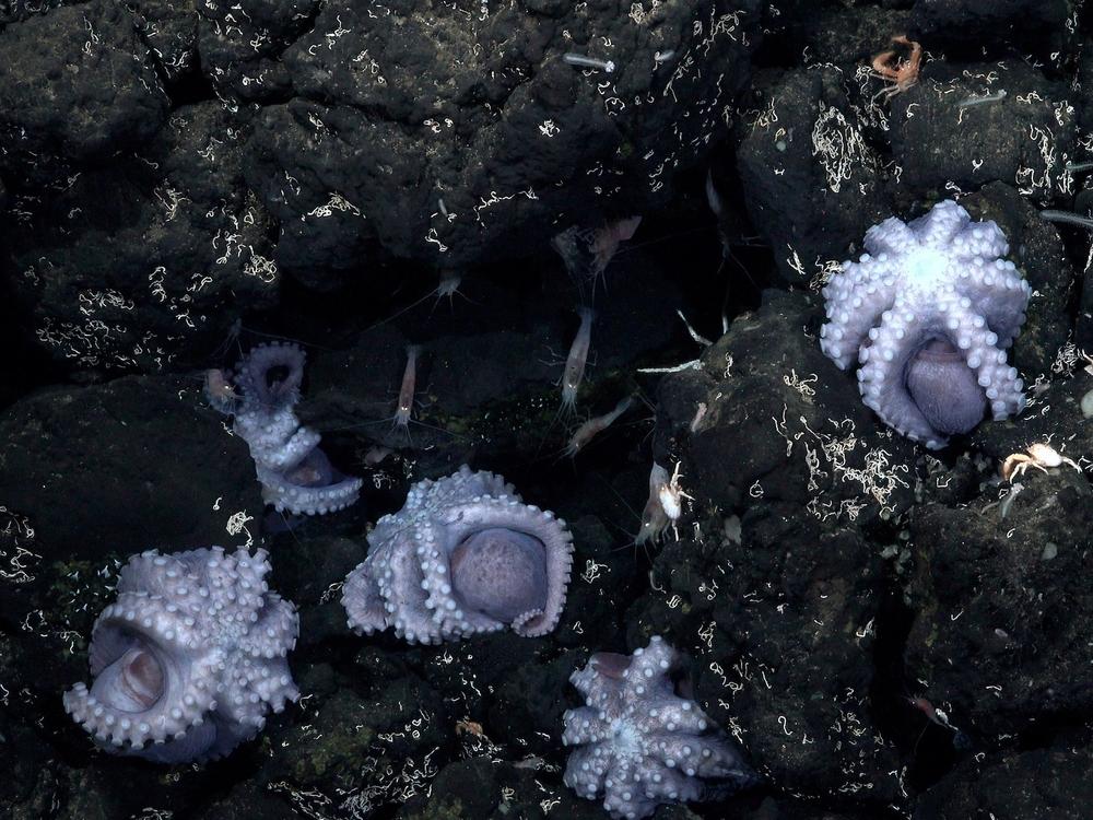 Scientists working off the coast of Costa Rica say they've discovered the world's third known octopus nursery.