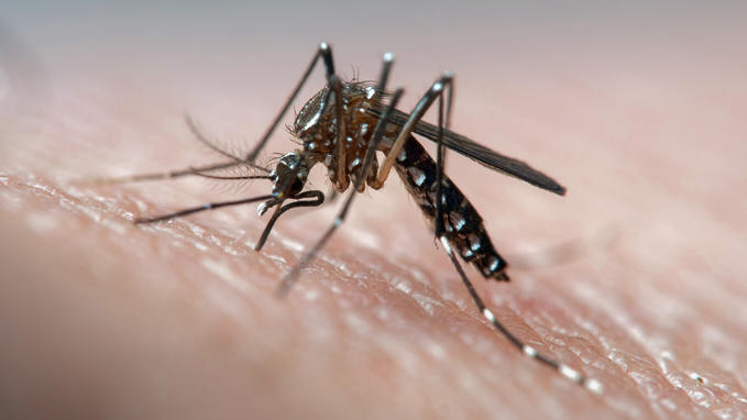 Four cases of malaria have been detected in Florida and one in Texas.