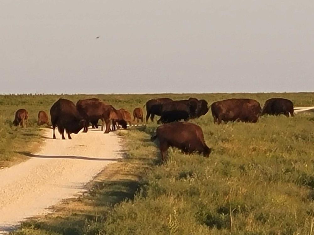 A bison herd blocks the path in the Tallgrass Prairie National Preserve.
